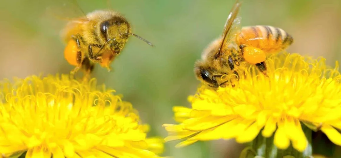 Organic Bee Pollen - 150 or 325 grams